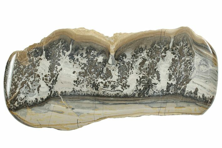 Triassic Aged Stromatolite Fossil - England #244358